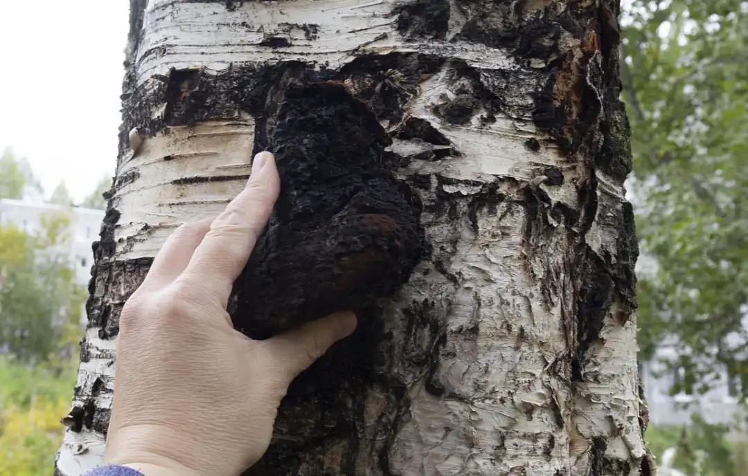 Chaga Mushroom .jpg